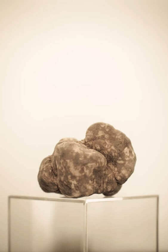 white truffle from asti area