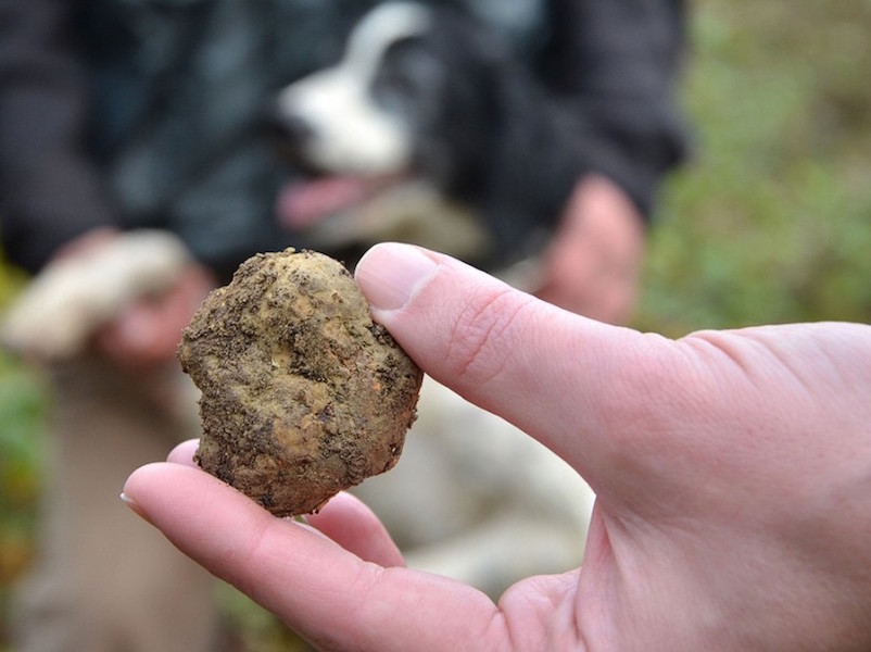 Best white truffles in tuscany