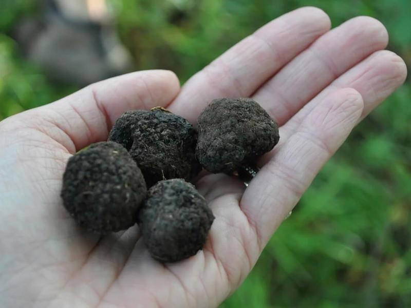 Black truffles in Grosseto
