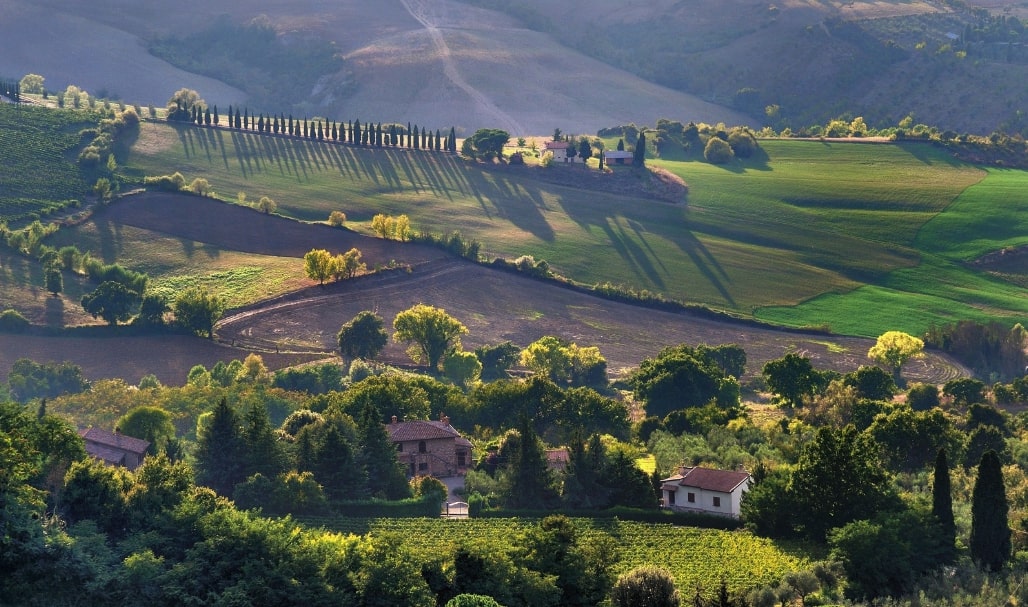 Montepulciano vineyard