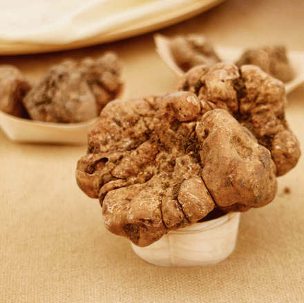 Siena White truffles
