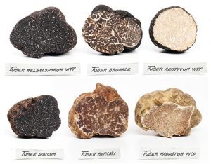 What exactly are white or black truffles
