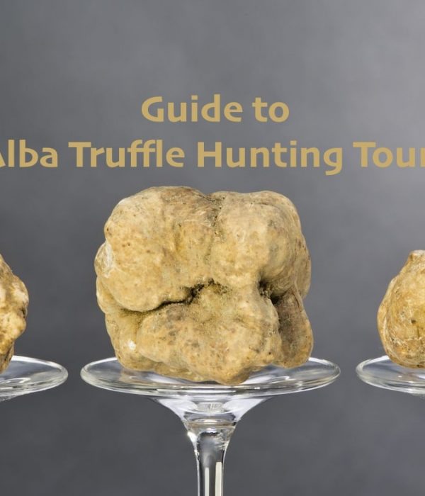 Guide to Alba Truffle Hunting Tours