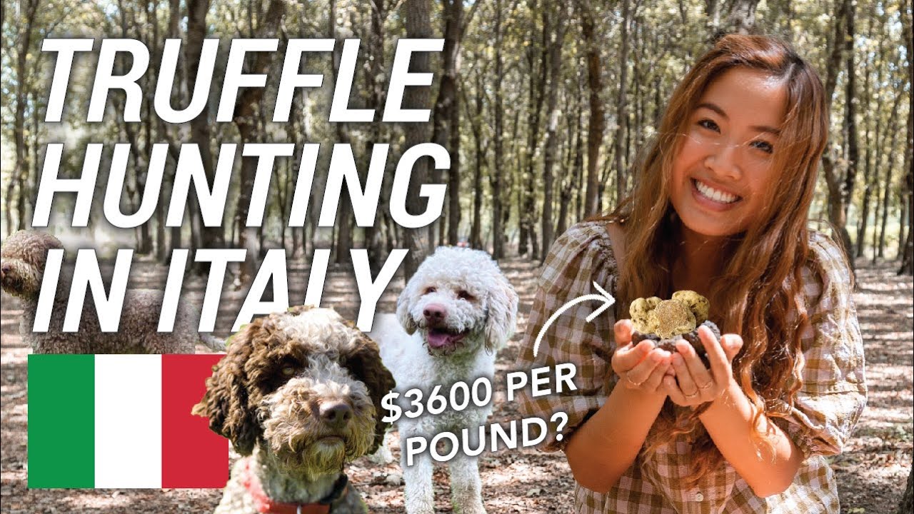 Is truffle hunting worth it in Tuscany?