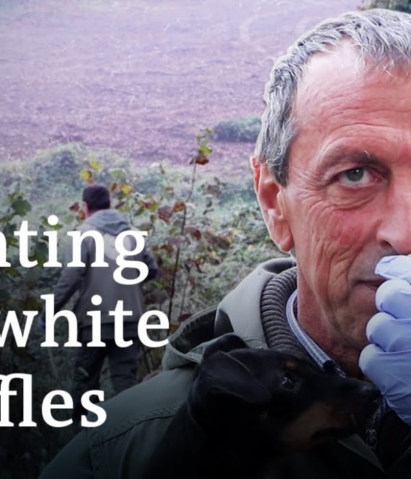 When Can You Go Truffle Hunting in Italy?