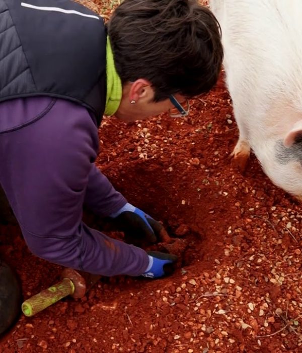 Is it illegal to hunt truffles with pigs in Italy?