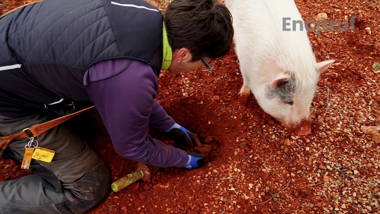 Is it illegal to hunt truffles with pigs in Italy?