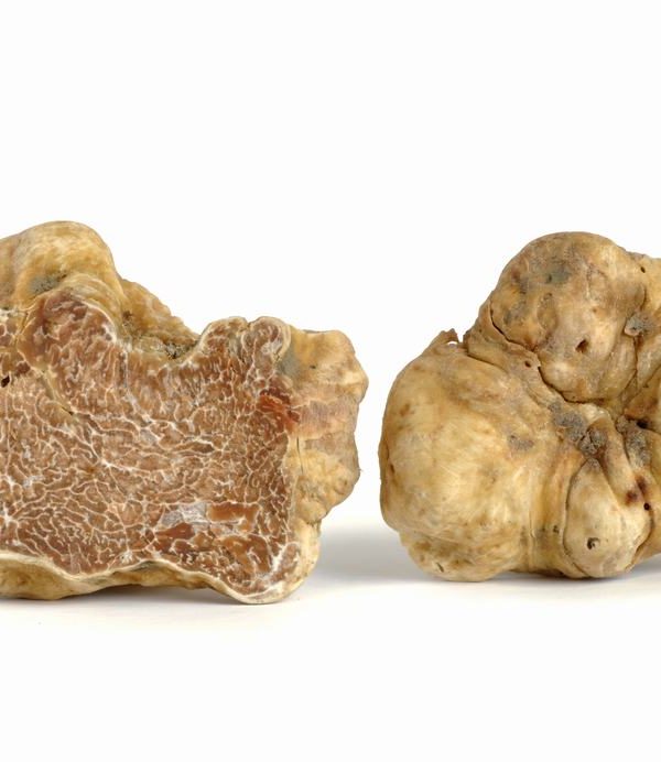 the best white truffles in Italy?