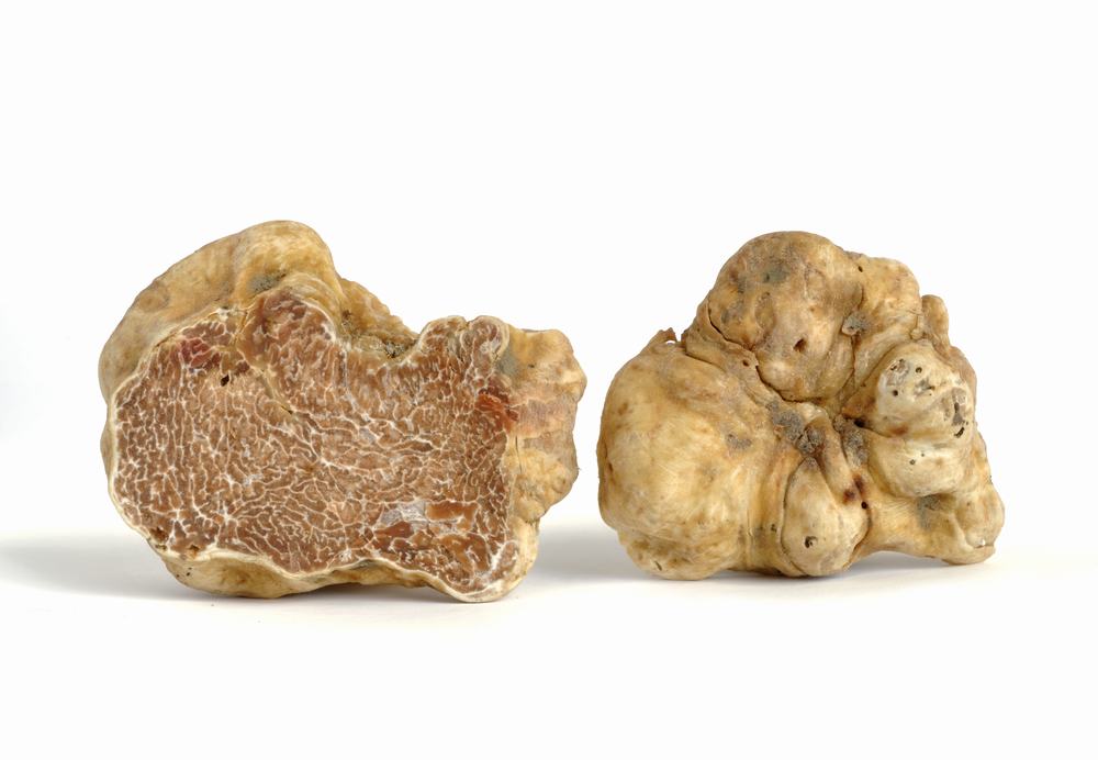 the best white truffles in Italy?